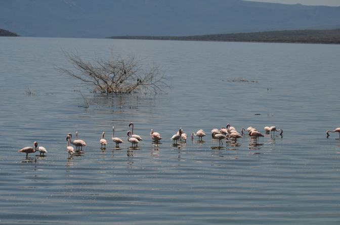 Flamingo 1.JPG